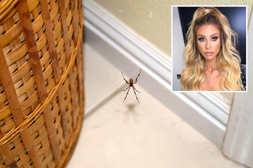 Los fanáticos de la Sra. Hinch comparten un truco de 5p para repeler a las arañas: las mantiene fuera de la casa