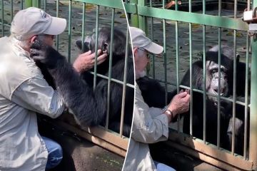 Veterinario entre lágrimas le da un último beso de despedida a su amigo chimpancé lloroso Usopp