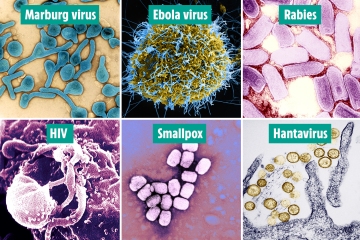 Se revelan los 12 virus más letales de la historia, y los que circulan actualmente