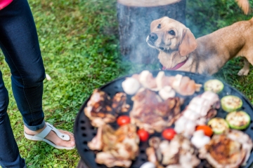 Advertencia urgente para los dueños de perros sobre los principales riesgos de verano para sus mascotas