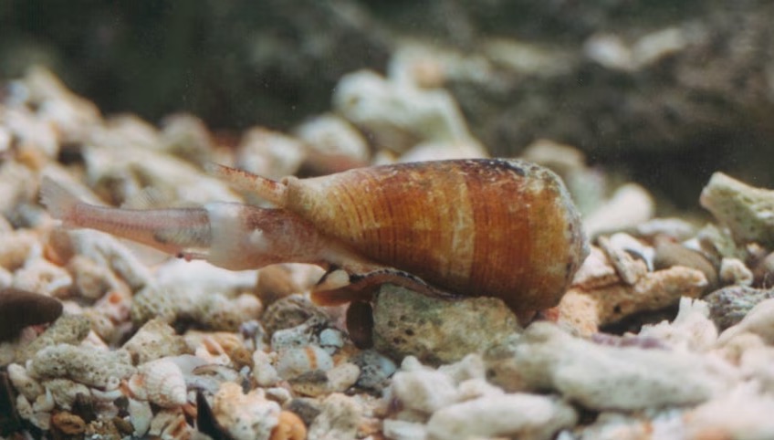 Los caracoles de cono mortales, que se encuentran comúnmente en la Gran Barrera de Coral, se han criado en un acuario de laboratorio, descubriendo un tesoro potencial de nuevos venenos para el desarrollo de fármacos.